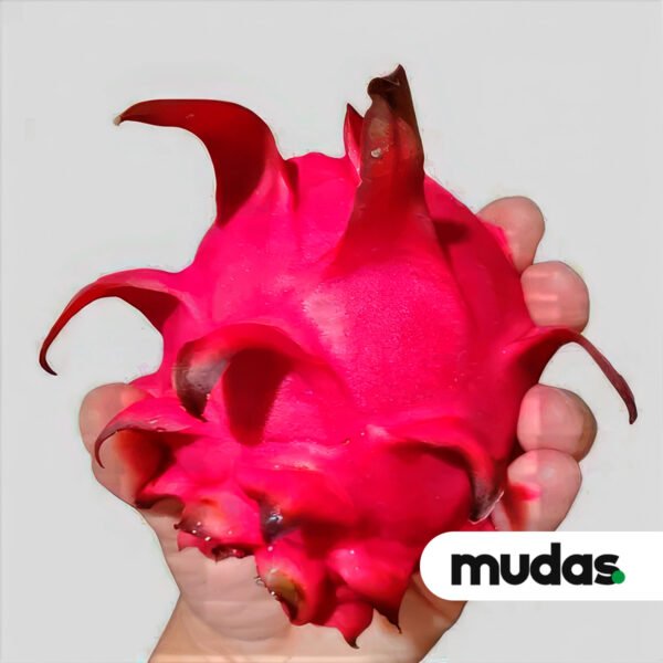Mudas de Pitaia - Chinesa - Image 2