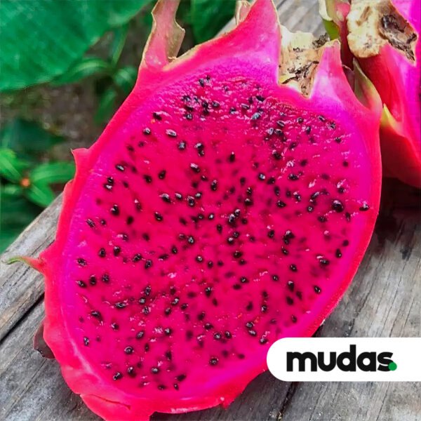Mudas de Pitaia - Chinesa - Image 4