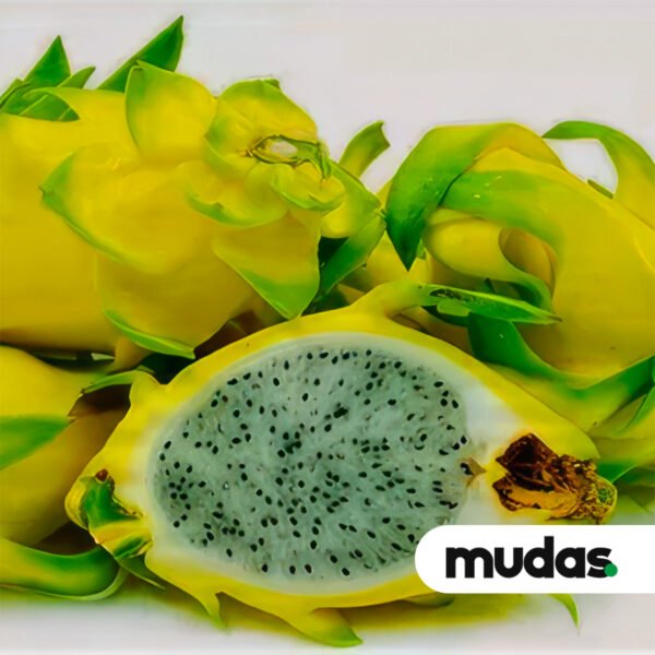 Mudas de Pitaia - Golden de Israel - Image 3