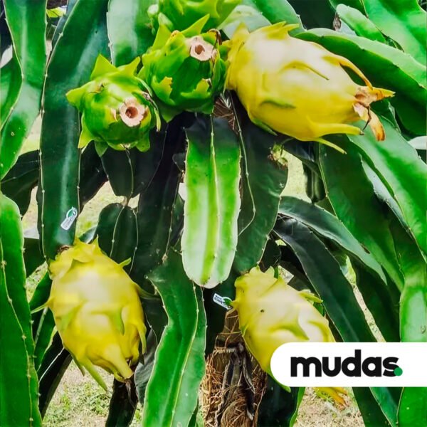Mudas de Pitaia - Golden de Israel