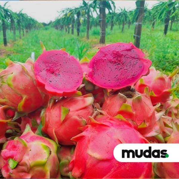 Mudas de Pitaia - Rabilonga