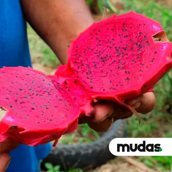Mudas de Pitaia - Rabilonga - Image 2