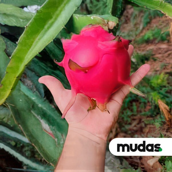 Mudas de Pitaia - Rabilonga - Image 3